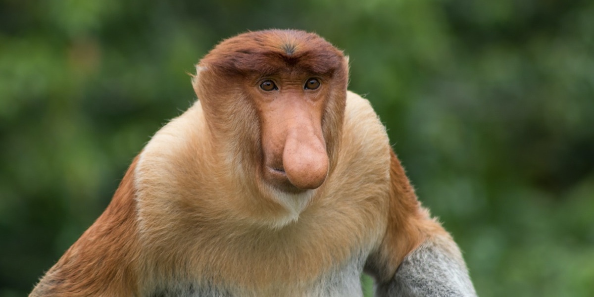 Thoughtful Proboscis Monkey.